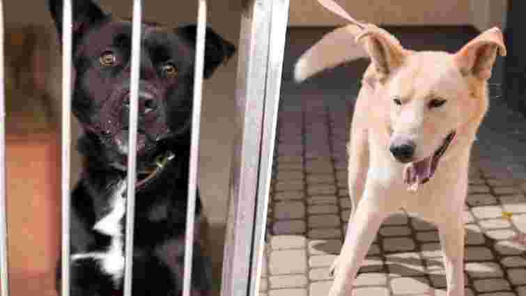 Після евтаназії двох собак із ЛКП «Лев» звільнили директорку і головного лікаря