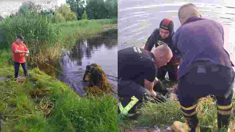 У Львові на вулиці Володимира Великого у ставку втопився 37-річний чоловік