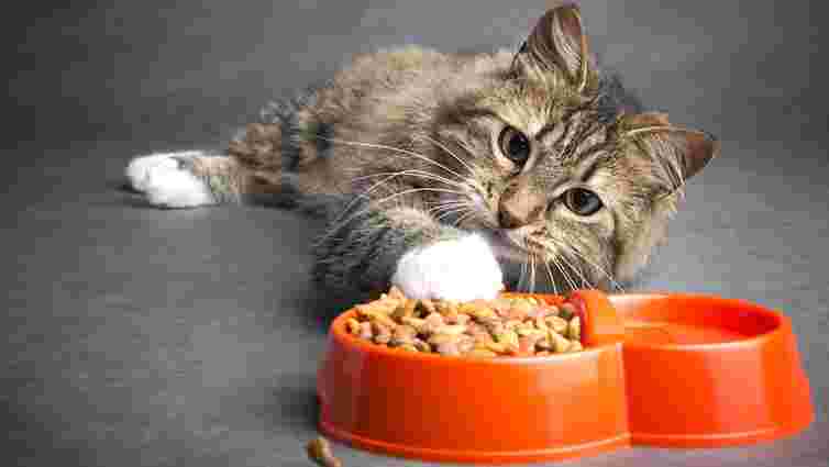 Беззернові корми для котів та собак: чим відрізняються від звичайних та коли їх варто обирати