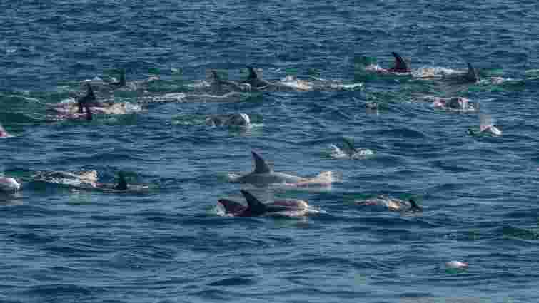 Росія використовує тренованих дельфінів для захисту Чорноморського флоту, – британська розвідка