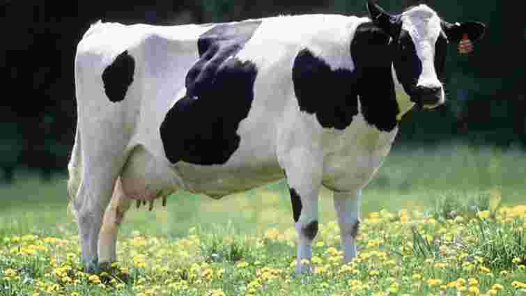 У восьми селах на Волині виявили випадки лейкозу в корів 