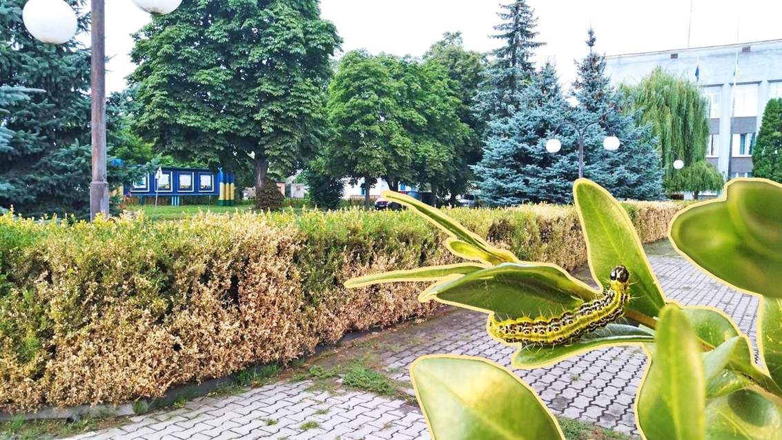 Як ефективно позбутися самшитової вогнівки: поради