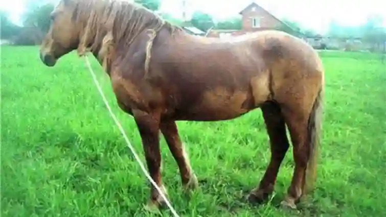 На Тернопільщині чоловіка засудили за те, що поплутав знайомого з конем і побив його