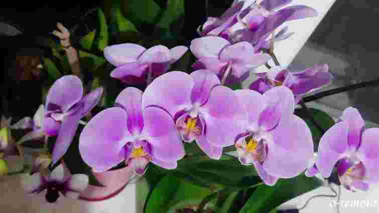 Чому орхідея не цвіте і як це виправити: дієві поради