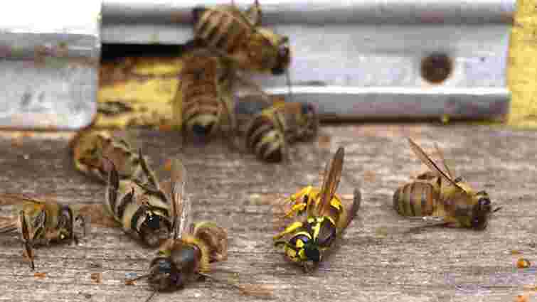 Двоє пасічників з Хмельниччини відсудили у агрофірми 212 тис. грн за загиблих бджіл