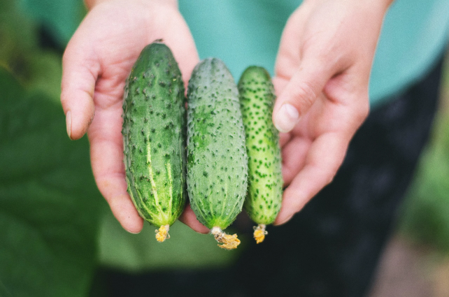 Як забезпечити тривале плодоношення огірків на городі: 6 порад