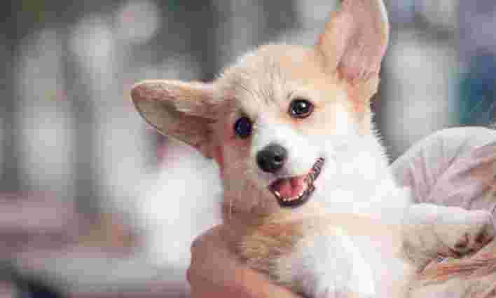 17-річному львів’янину винесли вирок за продаж неіснуючих цуценят коргі 17-річному львів’янину винесли вирок за продаж неіснуючих цуценят коргі