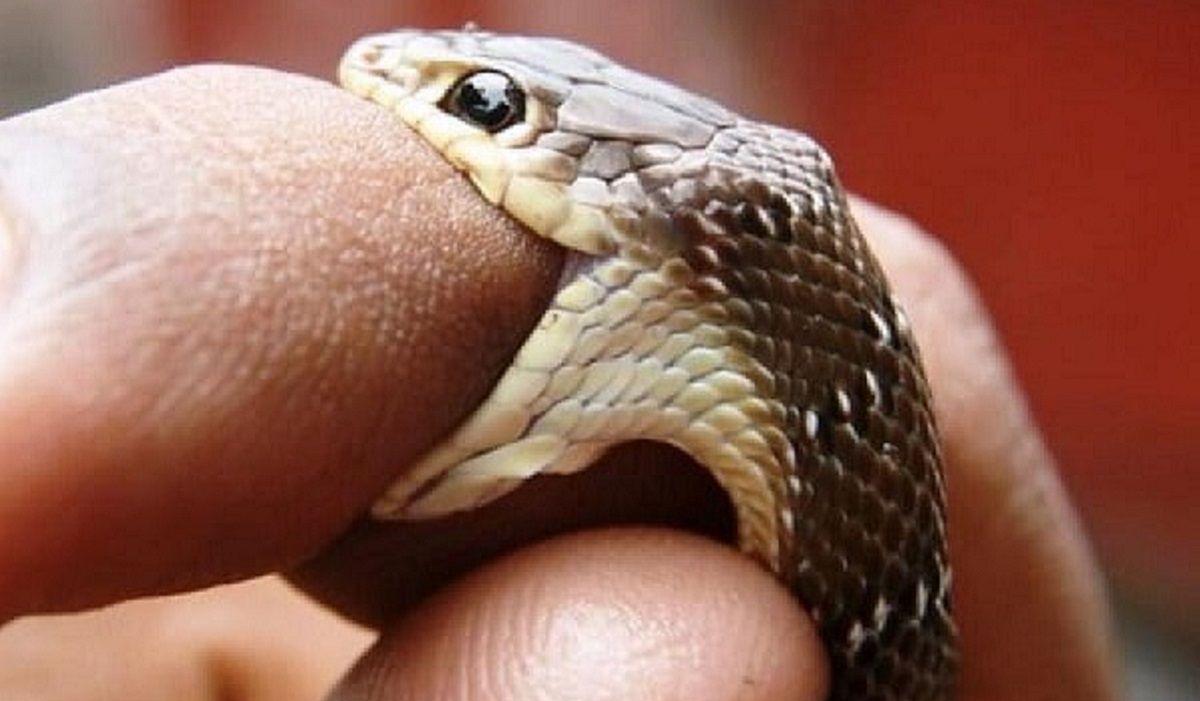 44-річного мешканця Львівщини госпіталізували після укусу змії