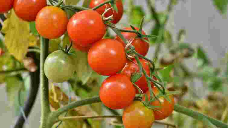 Як виростити солодкі та великі помідори: правила догляду в липні