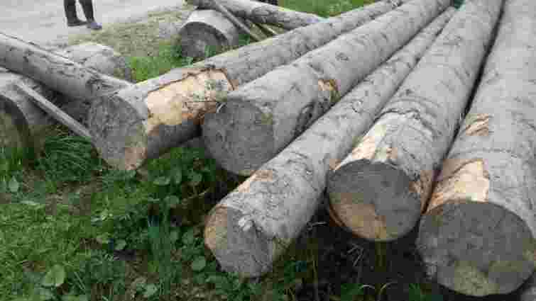 Власник незаконної пилорами вирубав дерева заповідного фонду Львівщини на 900 тисяч