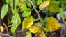 Чому жовтіє та скручується листя помідорів і як цьому запобігти: поради