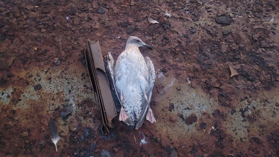 Фото ОК «Південь»