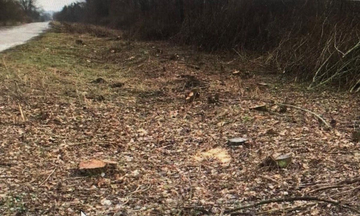 Чиновник Тернопільської ОВА завдав шкоду довкіллю на 14,7 млн грн