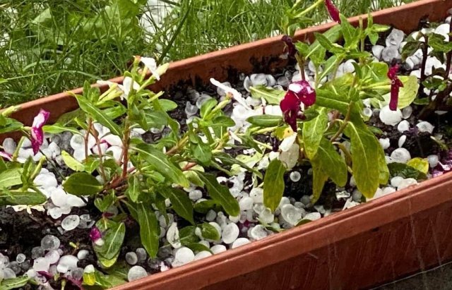 фото Mukachevo.net