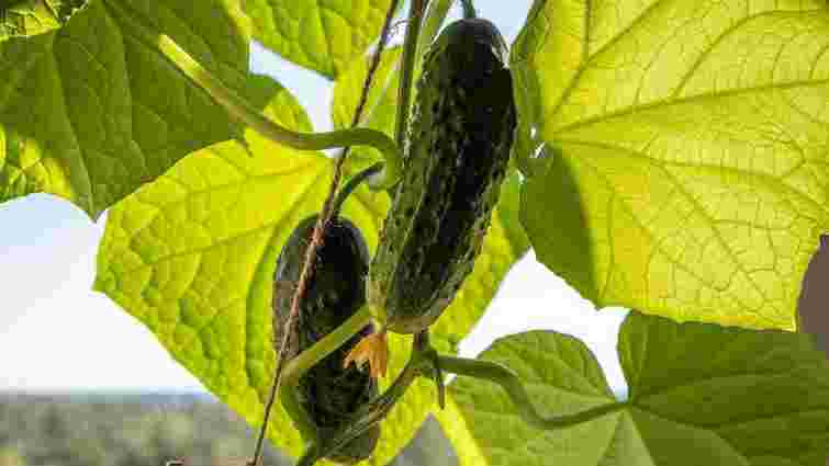 Чому сохне листя огірків