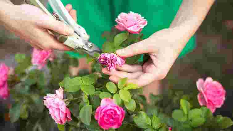 Як правильно обрізати троянди після цвітіння: правила для різних видів