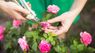 Як правильно обрізати троянди після цвітіння: правила для різних видів