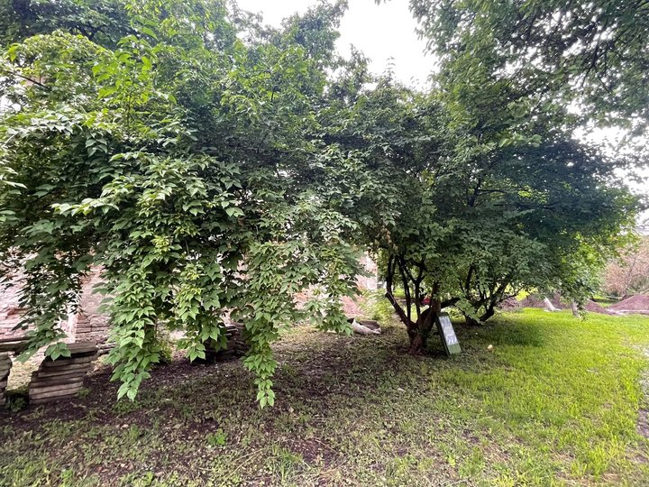 фото Олексія Короля