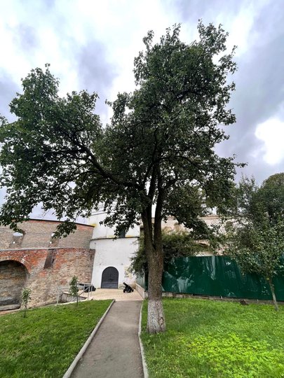 фото Олексія Короля