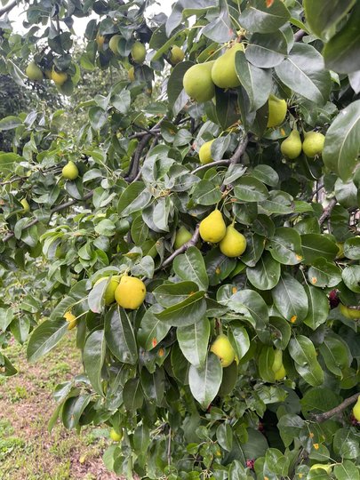 фото Олексія Короля