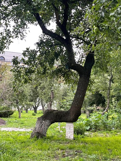 фото Олексія Короля