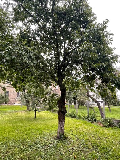 фото Олексія Короля