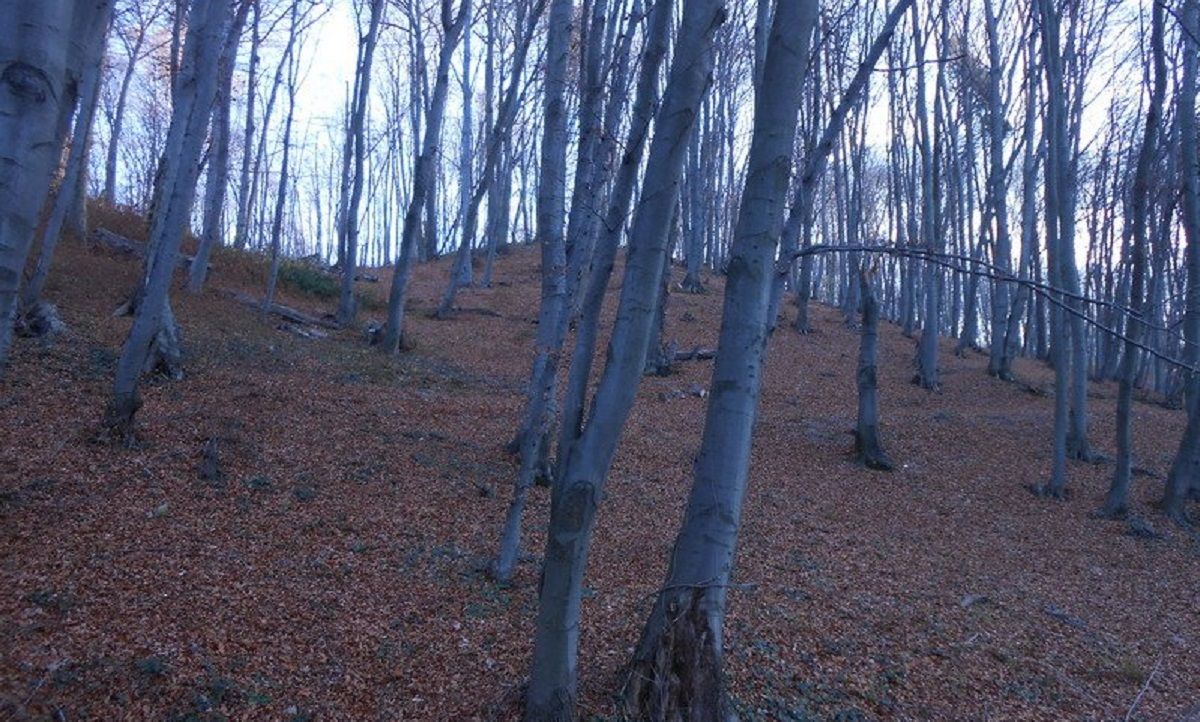 Двох поліцейських підозрюють в побитті львів’янина у Винниківському лісі