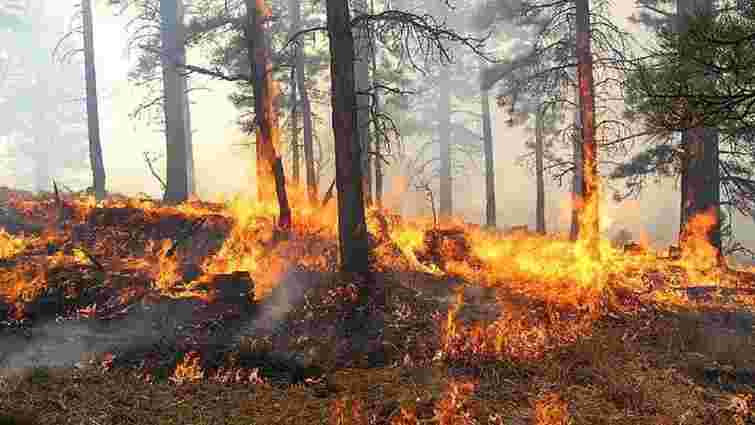 На Закарпатті заборонили відвідувати ліси під час високої пожежної небезпеки