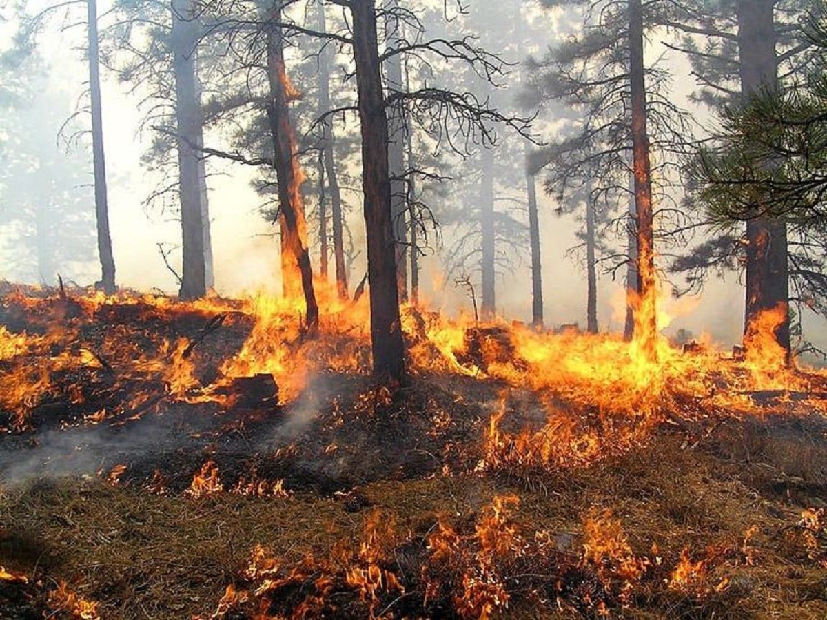На Закарпатті заборонили відвідувати ліси під час високої пожежної небезпеки