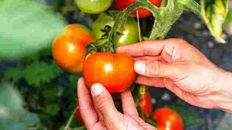 Як доглядати помідори в серпні для відмінного врожаю: важливі правила