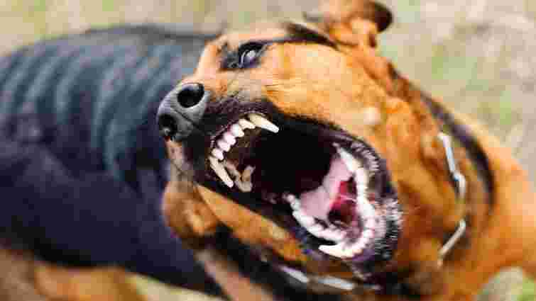 У Чернівцях через сказ домашнього собаки оголосили карантин на кількох вулицях