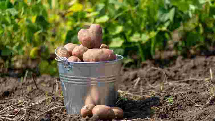 Коли та як правильно збирати картоплю для тривалого зберігання
