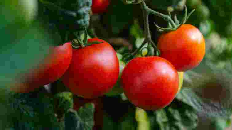 Чому помідори мають товсту шкірку та як цього уникнути: поради