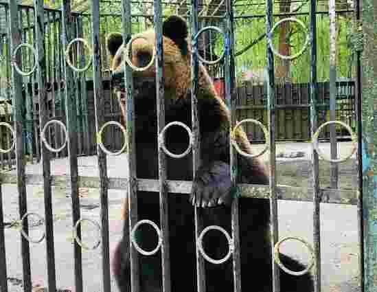 Поліція відкрила справу щодо умов утримання ведмедя у зоокутку в Хмельницькому