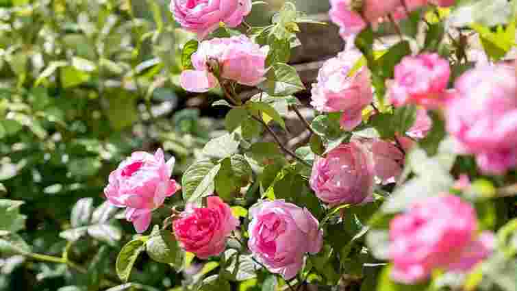 Важливі підживлення троянд у вересні: які добрива допоможуть пережити зиму