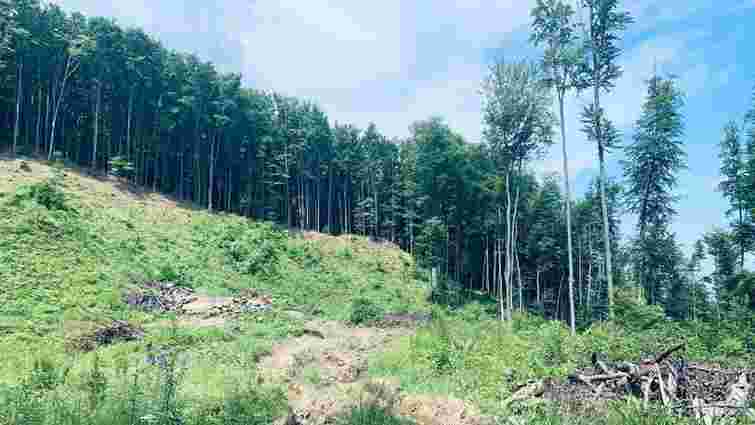 Прикарпатських лісників судитимуть за вирубки лісу в Національному парку «Гуцульщина»
