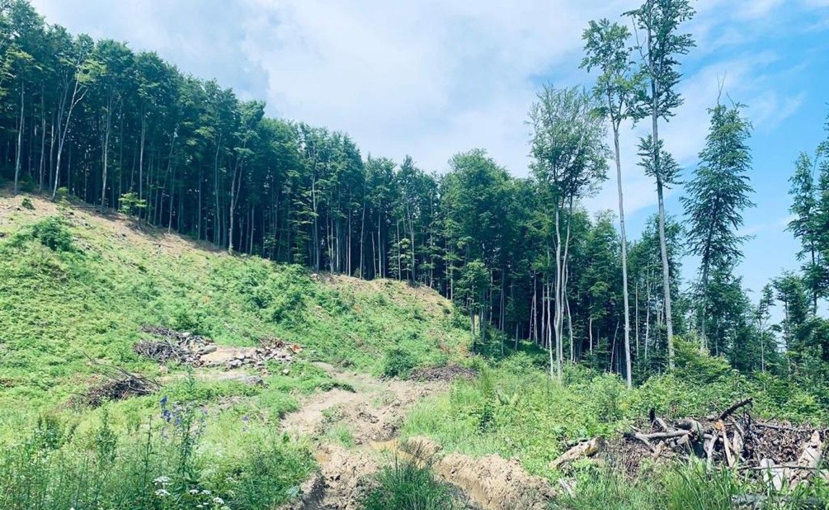 Прикарпатських лісників судитимуть за вирубки лісу в Національному парку «Гуцульщина»