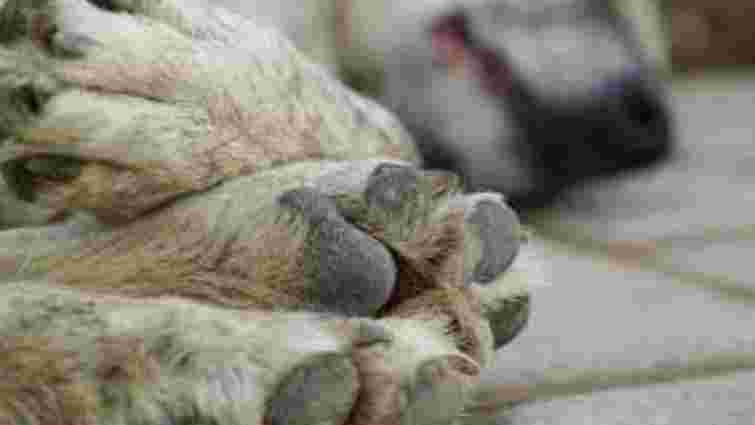 32-річного мешканця Кам’янки-Бузької підозрюють у вбивстві безпритульного пса