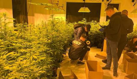 Айтівець уник покарання за вирощування 800 кущів коноплі біля Львова