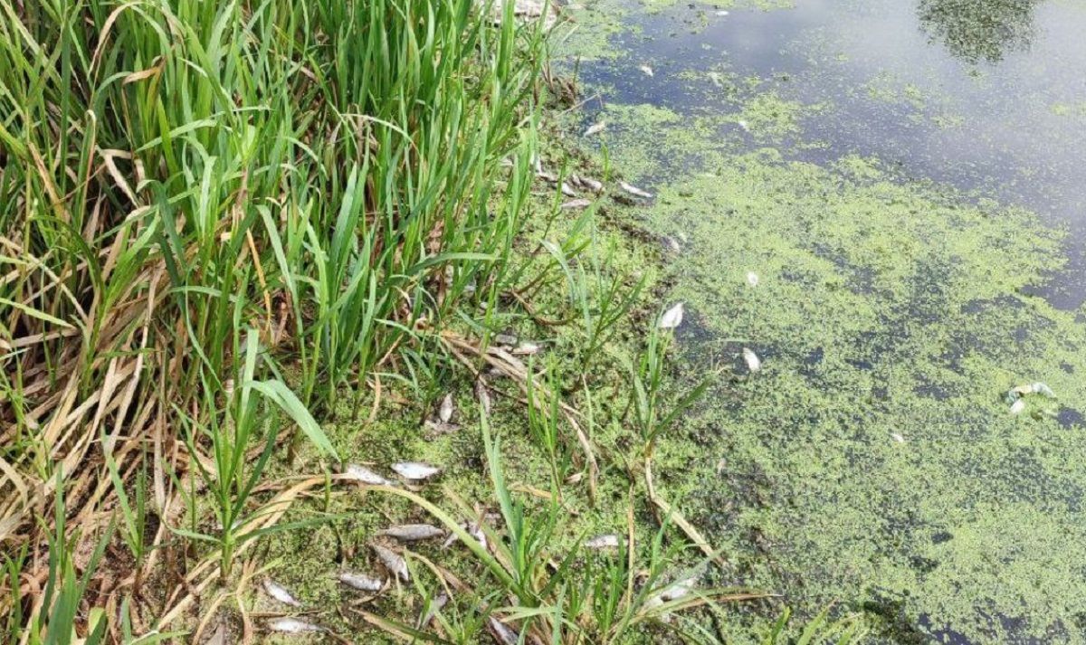 У Південному Бузі вдруге за рік зафіксували масовий мор риби