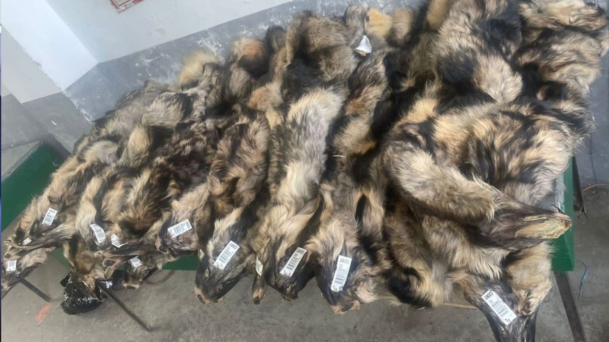 Поляк намагався ввезти в Україну 20 шкурок фінського єнота як гуманітарну допомогу