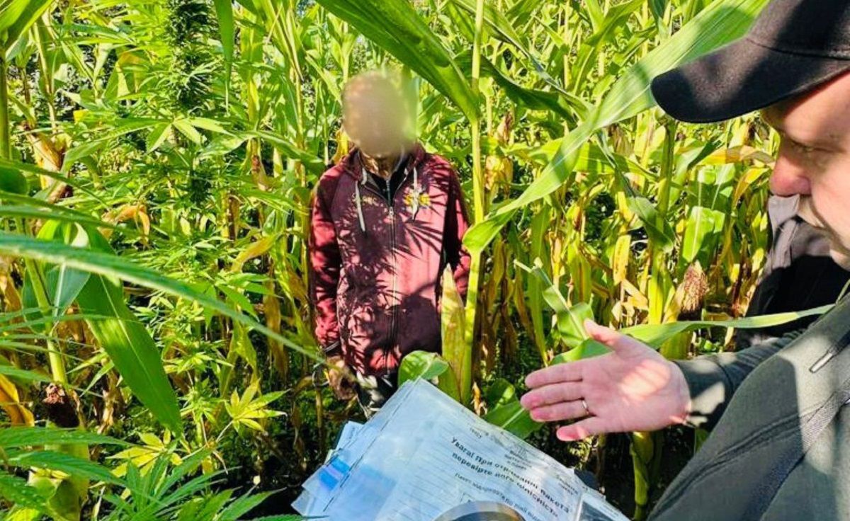 У мешканців Львівщини та Прикарпаття вилучили понад 10 кг канабісу та 1300 конопель