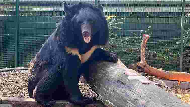 Постраждалого через війну ведмедя з Донеччини забрав шотландський зоопарк