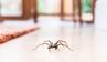 Як позбутися павуків у помешканні назавжди: простий лайфхак
