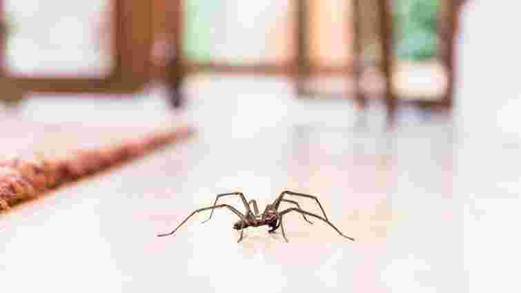 Як позбутися павуків у помешканні назавжди: простий лайфхак