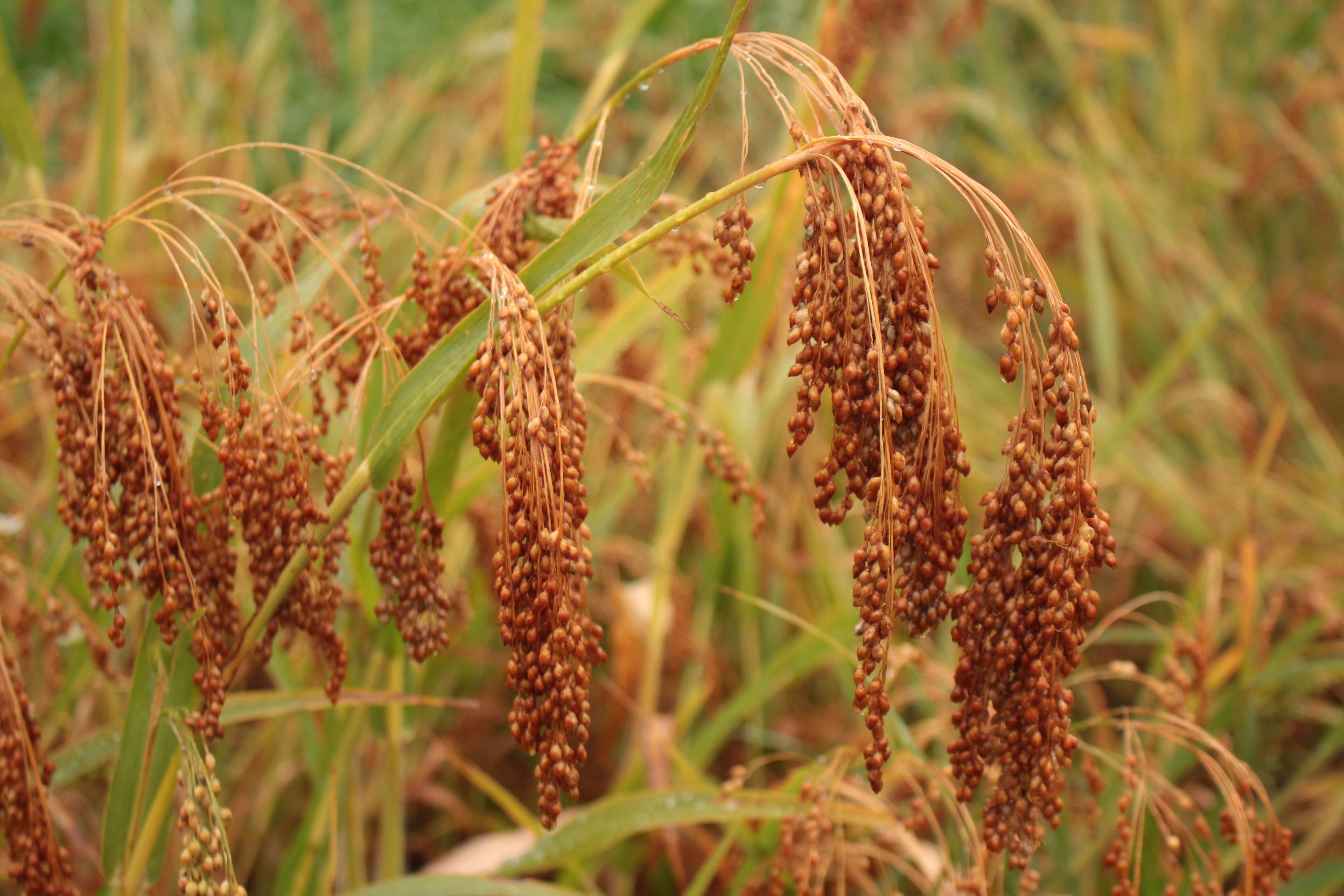 Достигле просо