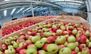Україна запровадить ембарго на фрукти і овочі з Польщі