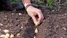 Як посадити під зиму цибулю, щоб отримати багатий врожай: 3 секрети