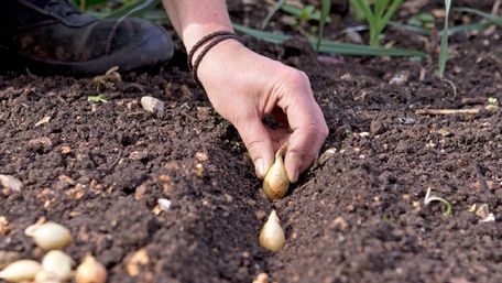 Як посадити під зиму цибулю, щоб отримати багатий врожай: 3 секрети