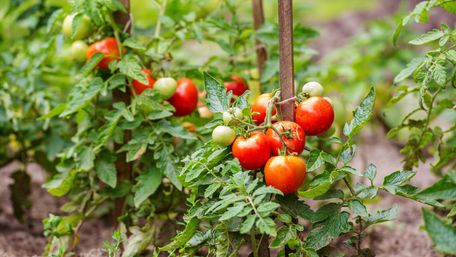 Як прискорити дозрівання помідорів, щоб встигнути до заморозків: просте підживлення